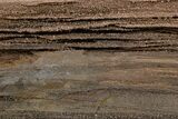 Permineralized Wood Covered In Sparkling Quartz - Germany #302090-1